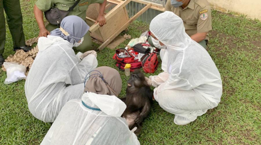 Petugas mengevakuasi Monyet hitam Sulawesi dari rumah pribadi Bupati Langkat nonaktif Terbit Rencana Peranginangin. (Sumber: BBKSDA)